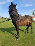 Walach huculski 5 lat