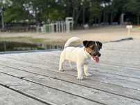 Piesek jack russell terrier FCI ZKwP