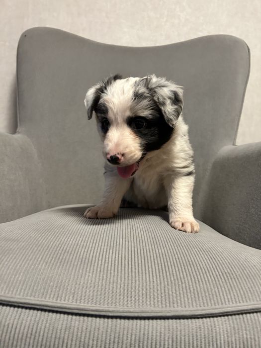 Border Collie - Blue Merle - Piesek - Do Rezerwacji