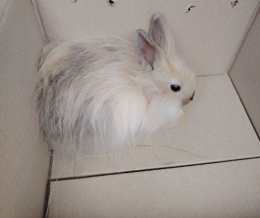 Кролик декоративный пушистый маленький мини
Возраст до 3 мес