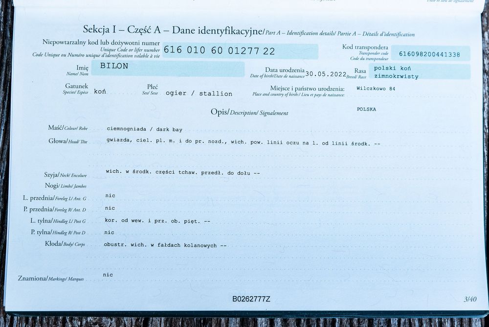 Sprzedam ogiera zimnokrwistego