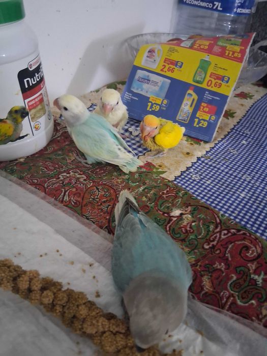 Rosicolis criados a mão