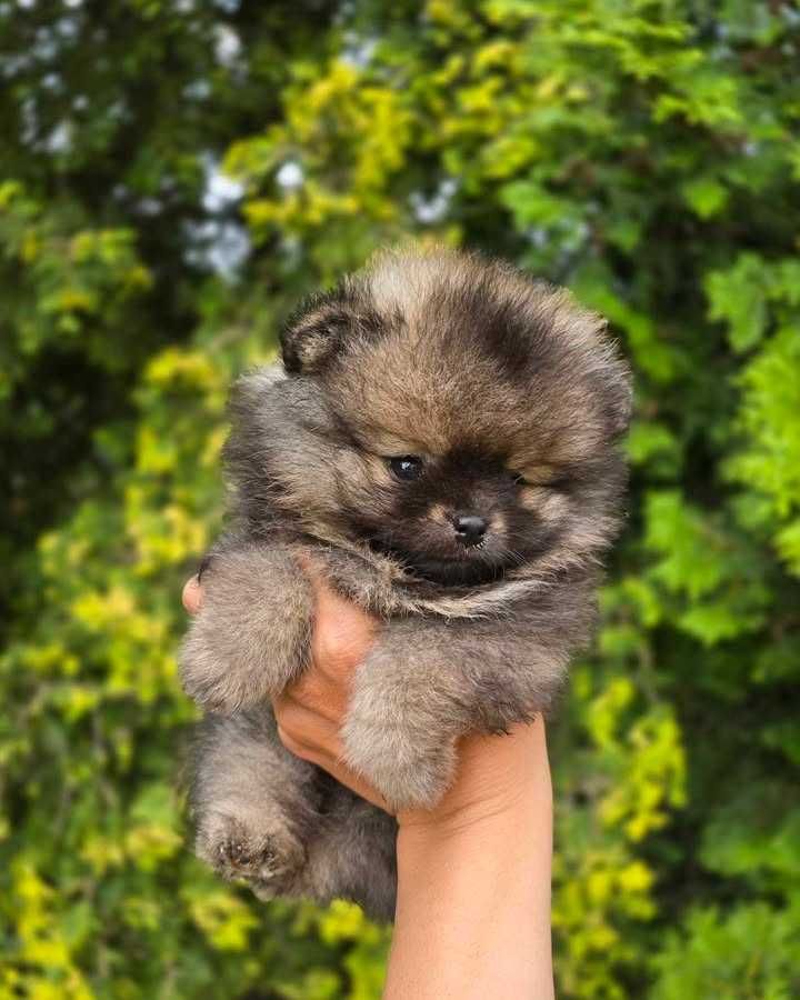 TOP  Szpic Miniaturowy Pomeranian ZkwP/FCI
