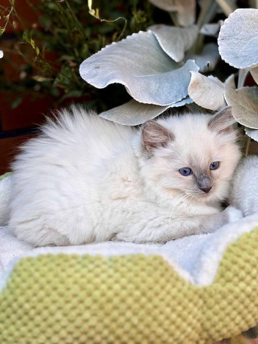 Kotka Ragdoll - Ochra