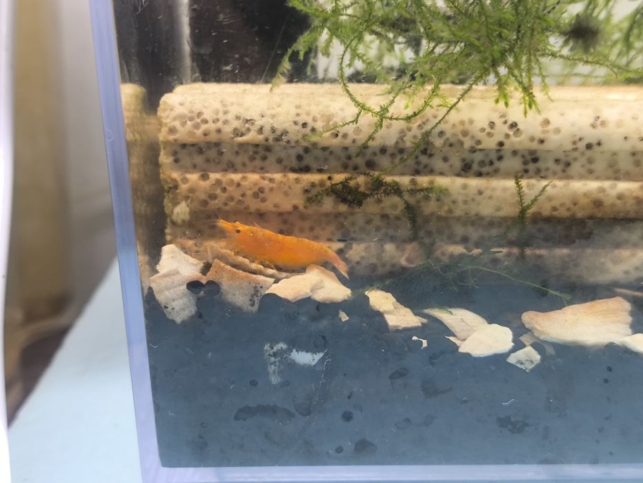Neocaridina orange