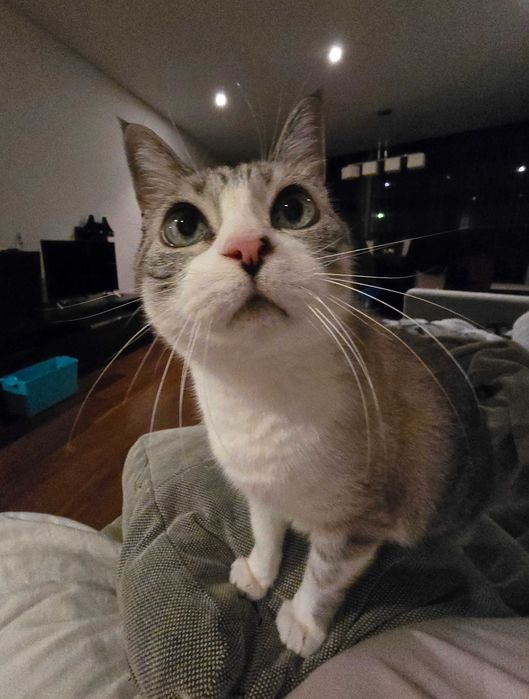 Gatinho para adoção MUITO responsável