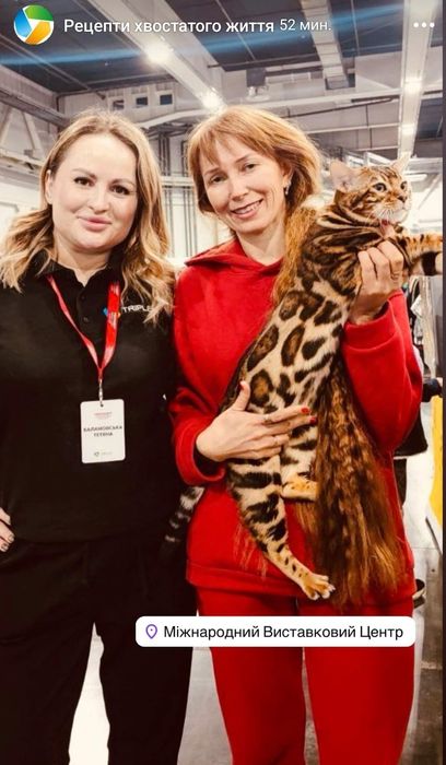 Бенгали Bengal. Офіційний Розплідник!