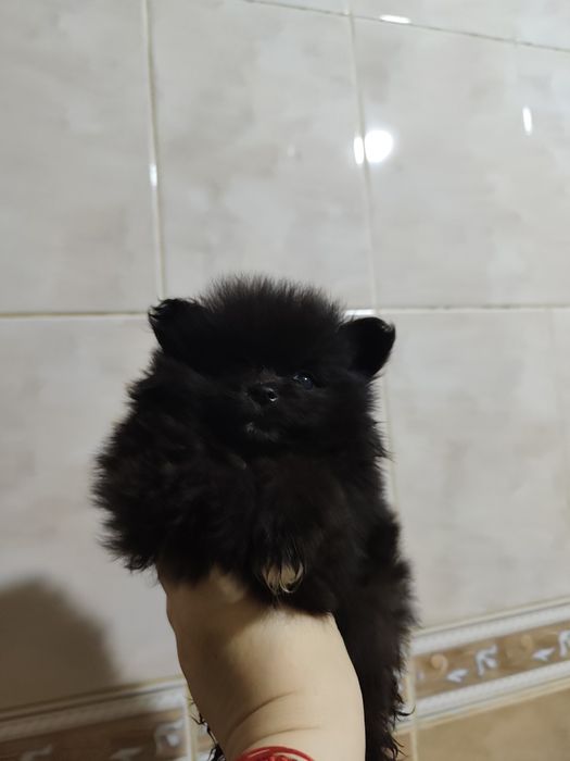 Померанский шпиц, девочка