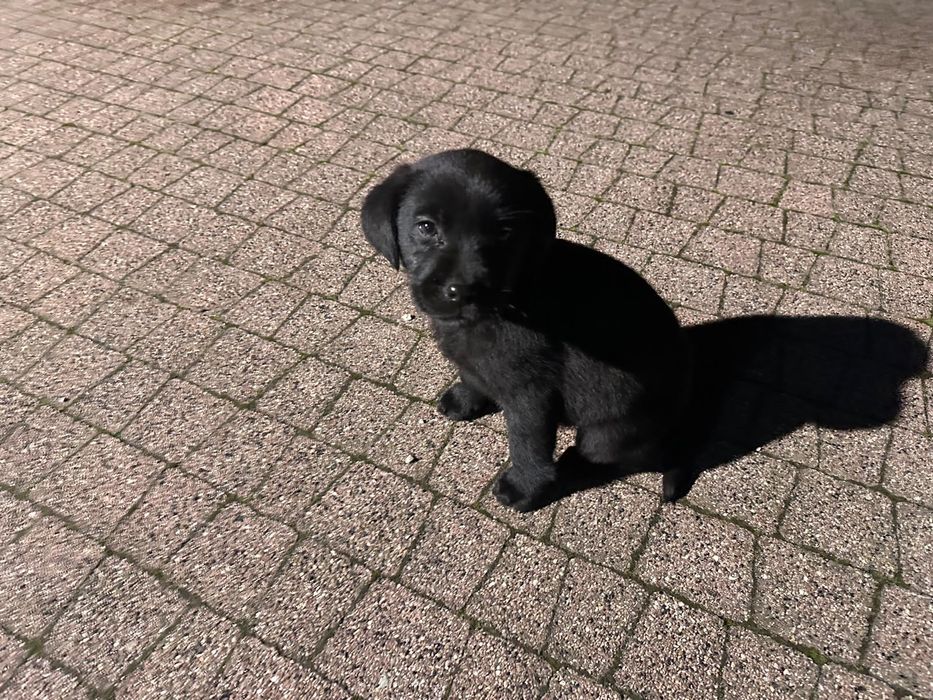 Małe pieski lablador. Ostatnie 2 czarne !