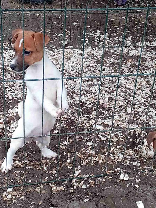 Дівчатка та хлопчики джеки