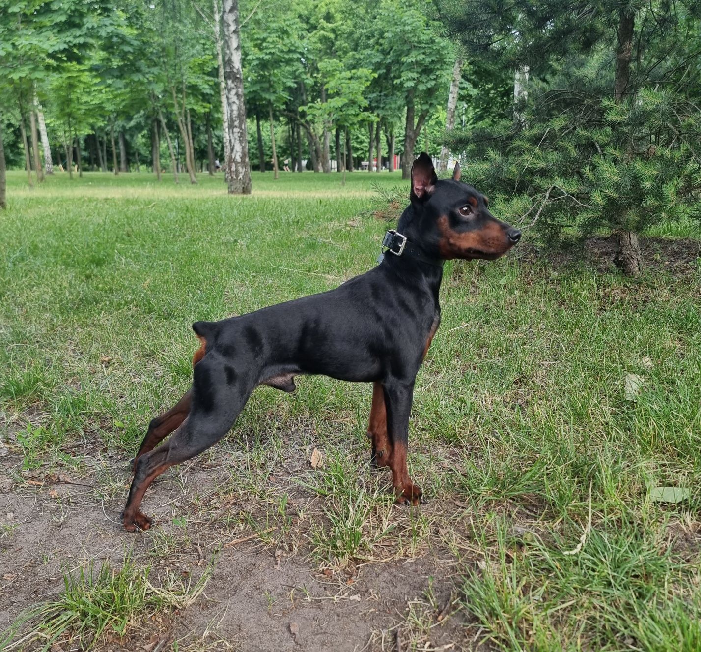 В'язка цвергпінчер