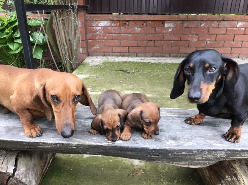 Цуценя з добрим серцем шукає господаря!