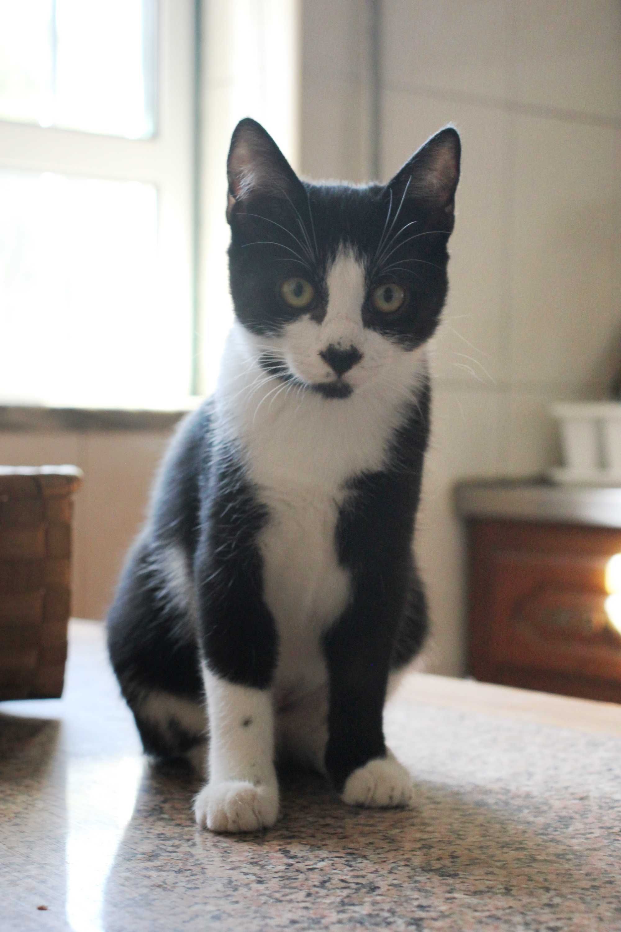 ESTERILIZADA | Gatinha disponível para adoção muito responsável