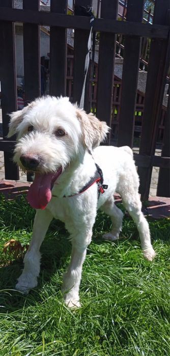 Cudny Odi szuka domku