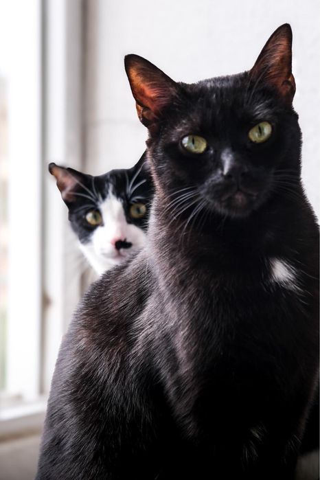 Gatinhos para adoção