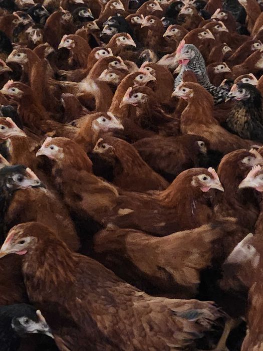 Kury szczepione zdrowe ! Nioski z wolnego wybiegu ! ZAPRASZAM !