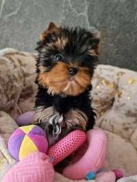 Yorkshire Terrier York FCI SUCZKA