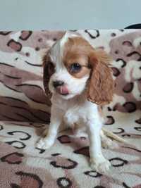 Piesek blenheim Cavalier King Charles Spaniel