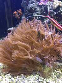 Anthelia | koral miękki | akwarium morskie