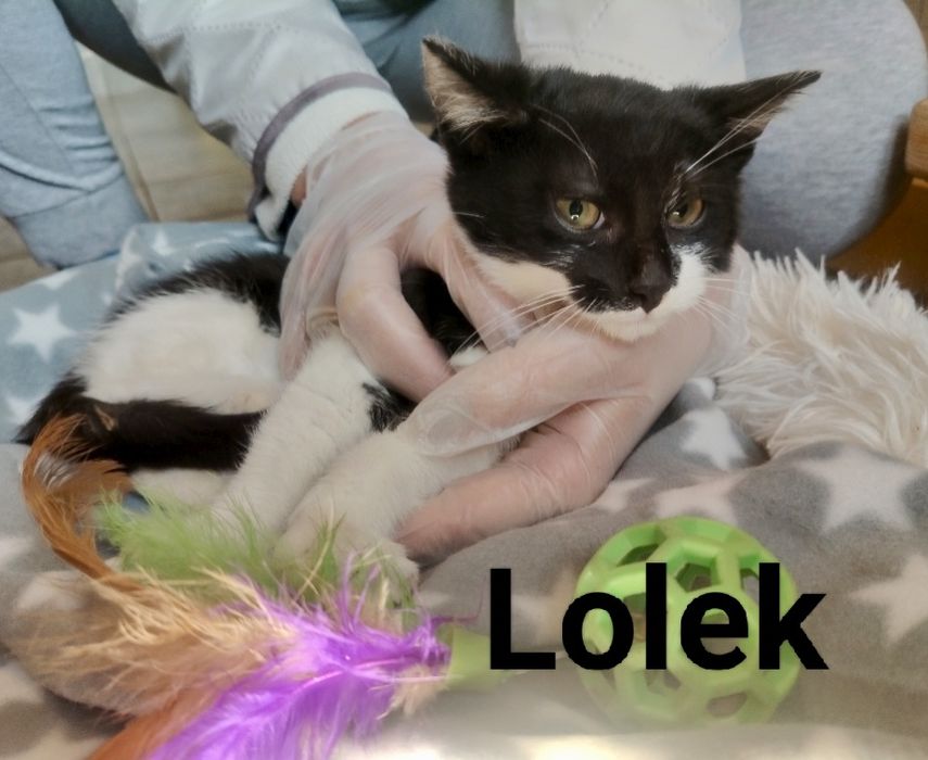 Fryderyk i Lolek błagają o szansę i domy ...