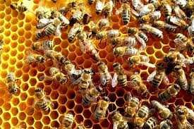 Продам пасеку, пчелосемьи.