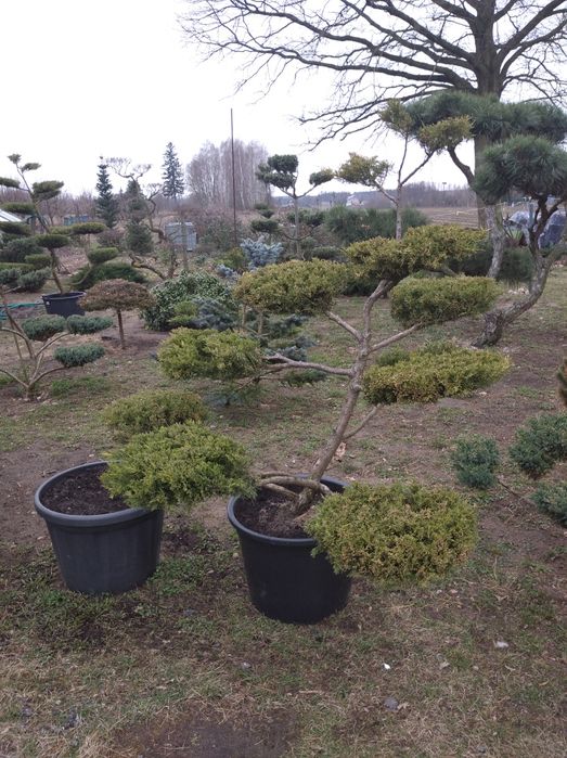 Bonsai Niwaki Jałowiec Formowany