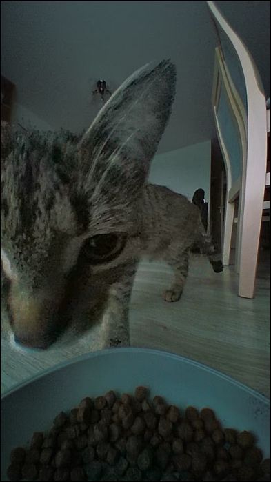 DDozownik Karmy PETONEER Nutri Vision Mini