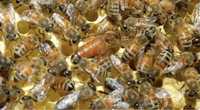 Пакет бджіл та сімей