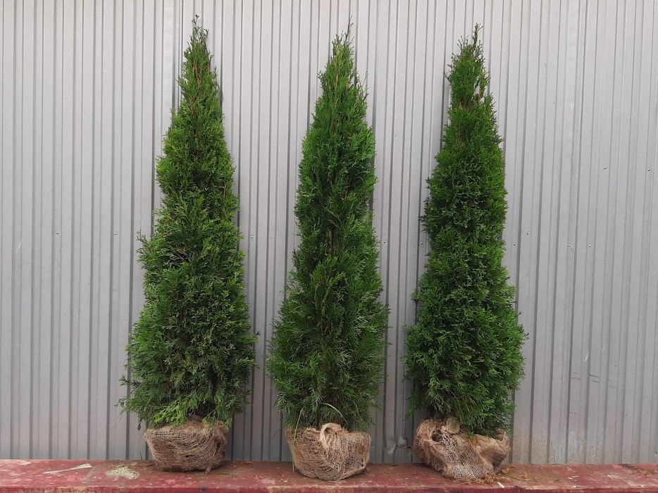Tuja Szmaragd! Thuja Smaragd 100,120,140,150 cm! Dowóz! Tuje,sadzenie!