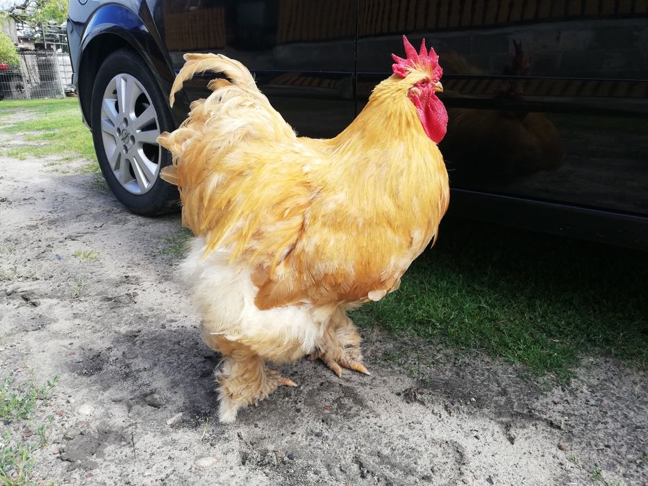 Kochiny, kochin olbrzymi, oryginał. Możliwa wysyłka