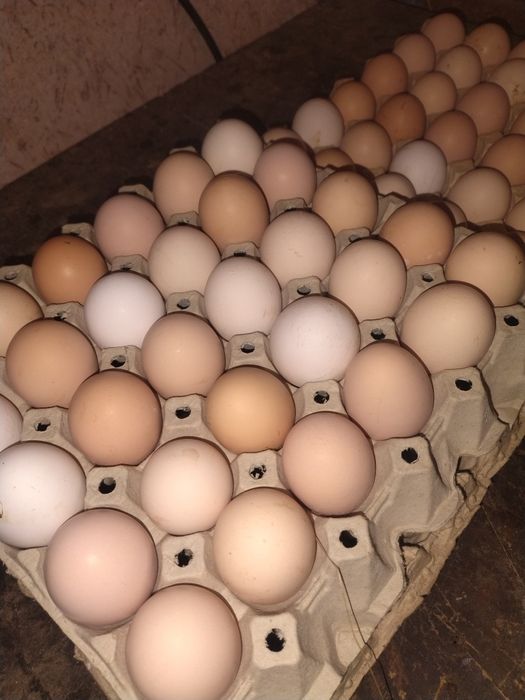 Jajka wiejskie  cena 1 zł