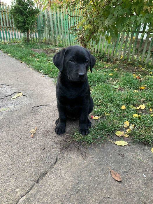 Отдам в добрые руки!