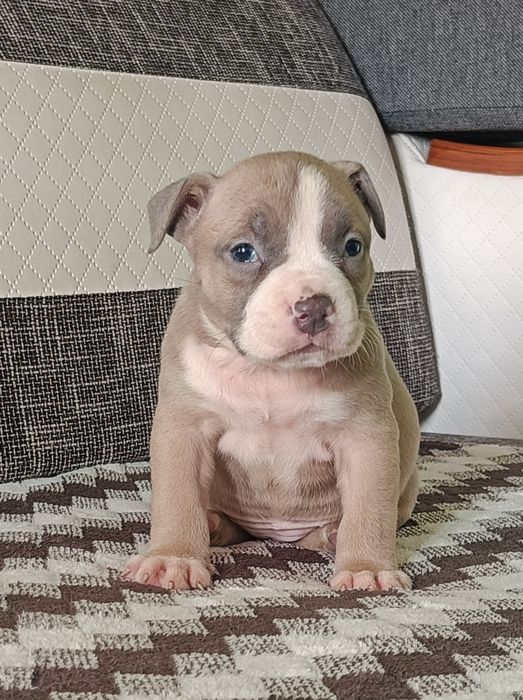 American bully pocket suczka