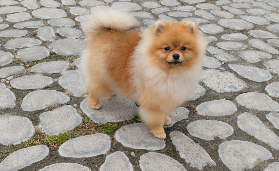 Гарний пухнастий красунчик