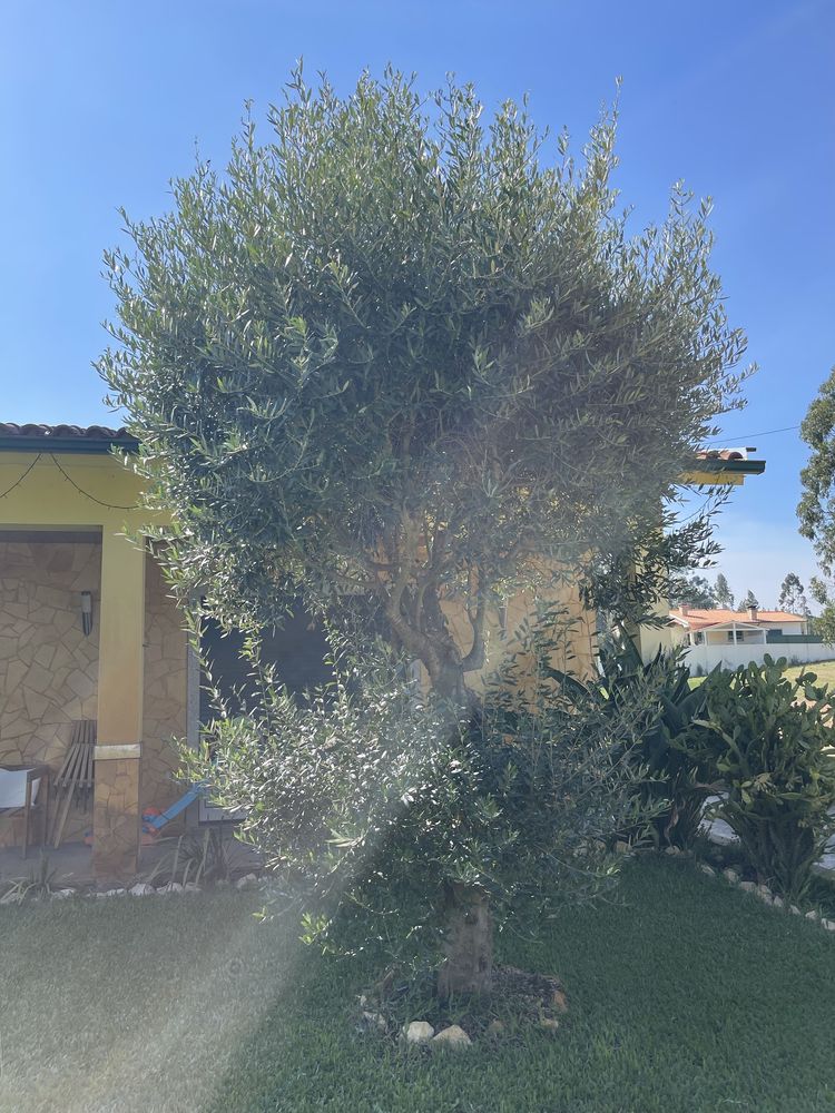 Serviços de jardinagem