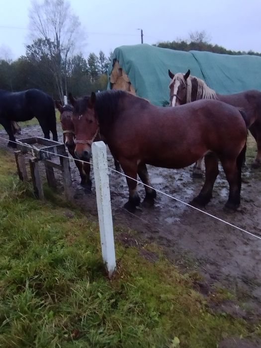 Klacz sztumska 81 pkt programowa