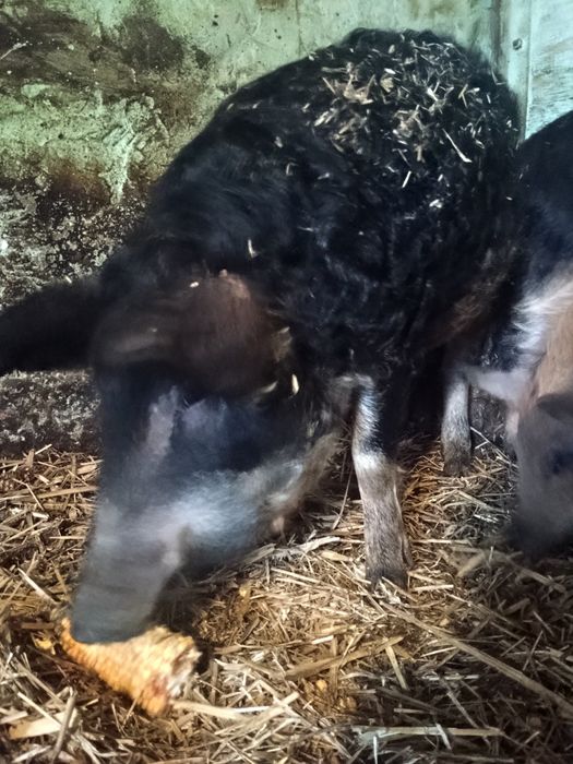 Поросята Угорська мангалиця