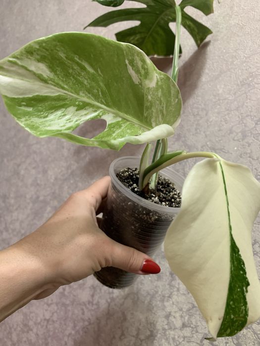 Продам монстеру Альба