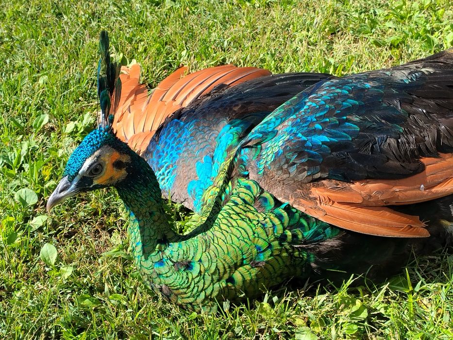 Pavões javas muticos