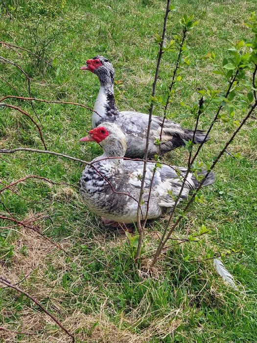 20 szt jajka lęgowe kaczek francuskich, jaja kacze