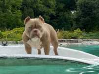 American Bully Piękna Suczka