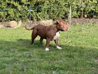 Suczka American Bully.