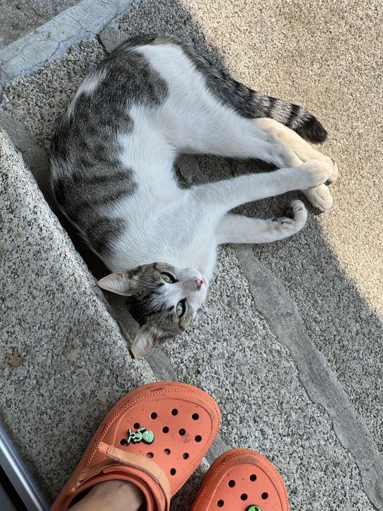 Gato super meigo