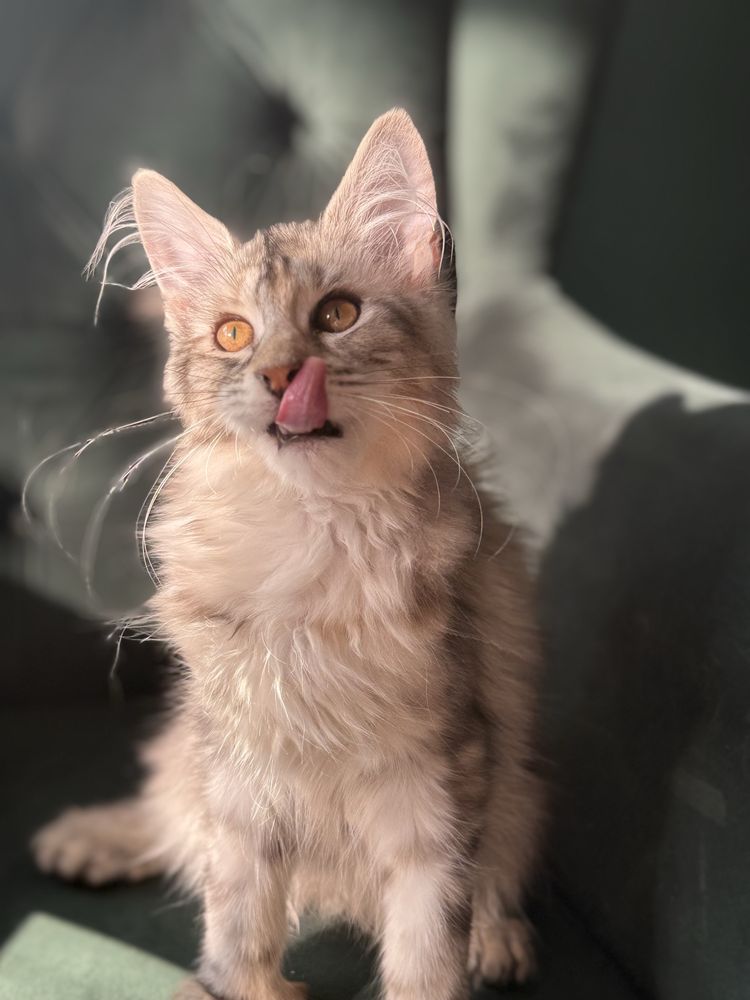 Afrodyta Maine Coon  Polidactyl duża kotka wolna TICA