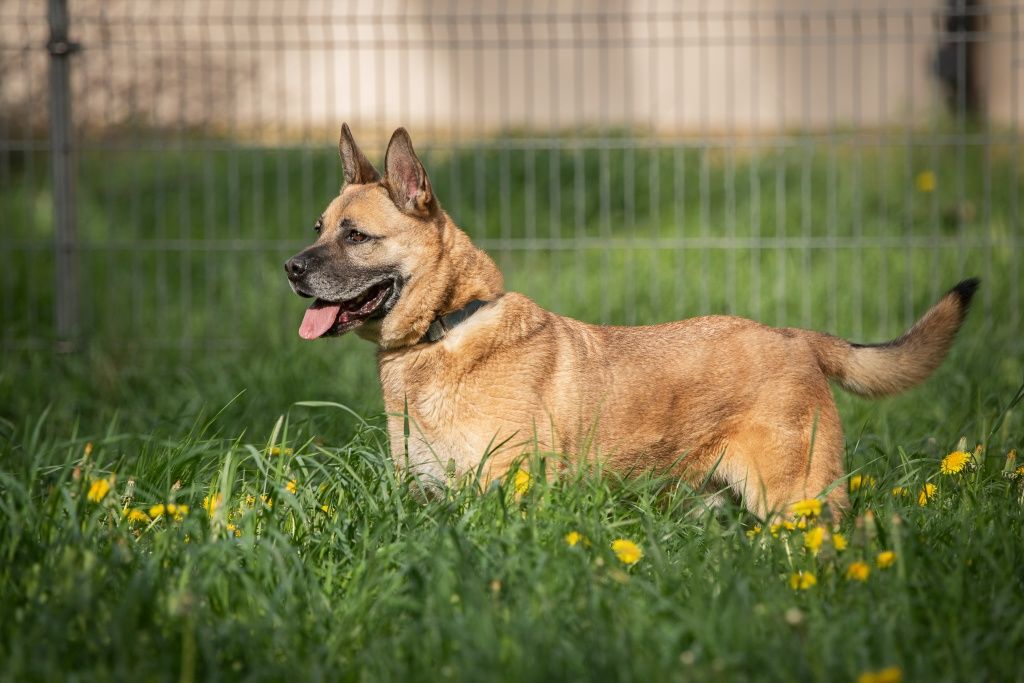 Mix bulla Julek do adopcji!