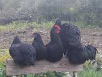 Koguty AUSTRALORP luty 2024