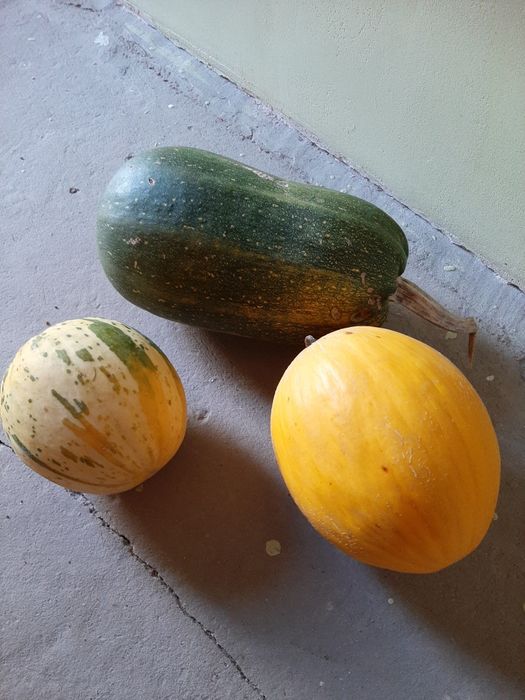 Насіння дині сорту Діно