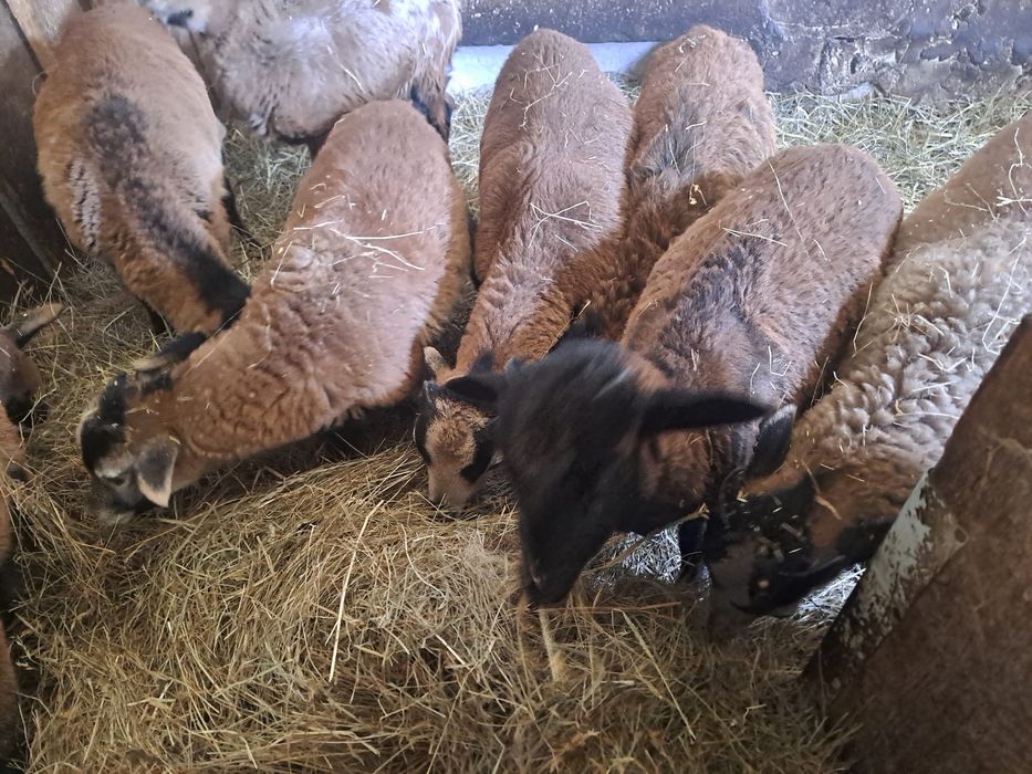 Owieczki kameruńskie