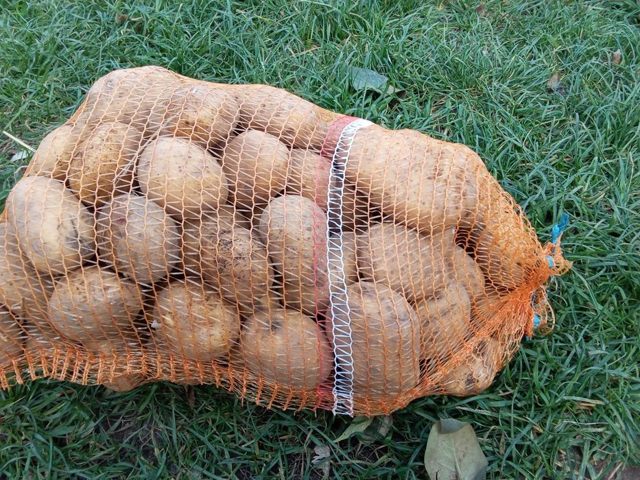 Ziemniak jadalny Anna