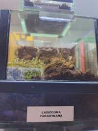 Terrarium z wystrojem